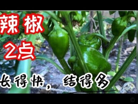 得物提现需要多久