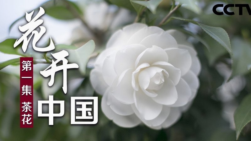 花呗变现：4招教你间接提现现金