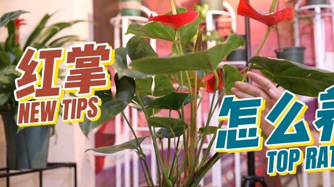 花呗安全可靠吗？还款指南详解