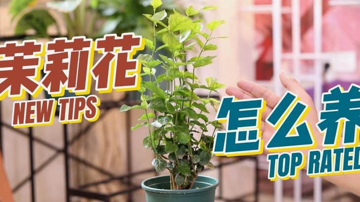 分期乐额度怎么花
