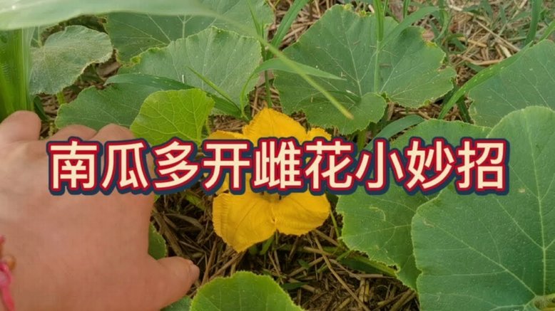 分期乐额度怎么花