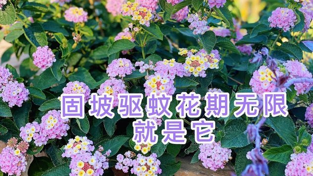花呗风控：破解与防范之道