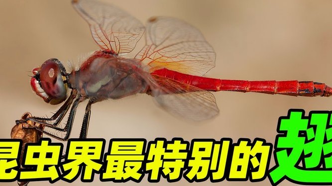 济南夜空频现硫酸隐翅虫群飞现象