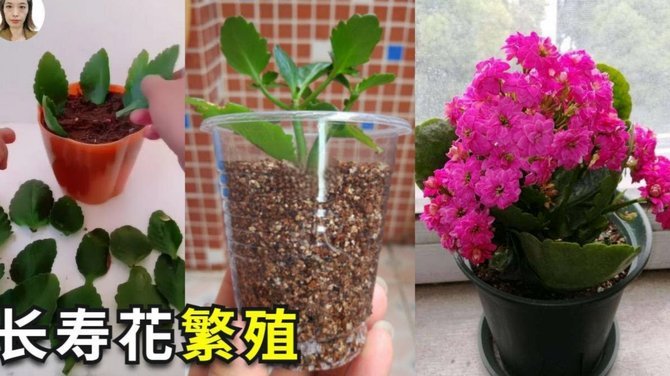 便荔卡提现全攻略