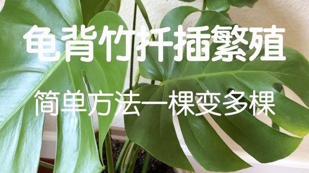 便荔卡提现最简单方法