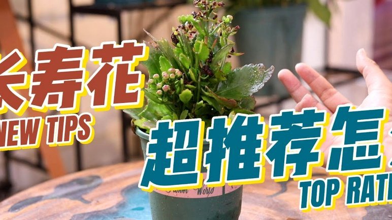 复杂理论如何简化成直观模型