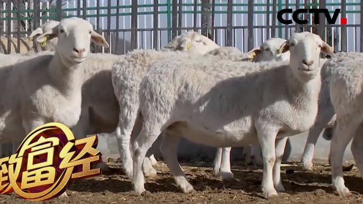 羊小咩便荔卡包额度如何提现取现额度或购物额度
