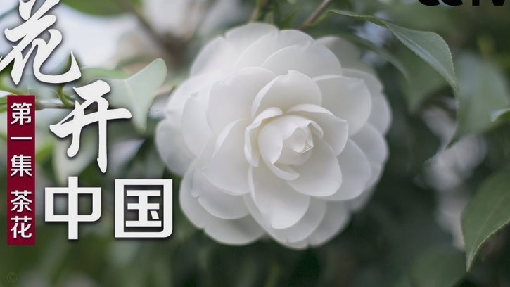 套花呗的钱什么意思