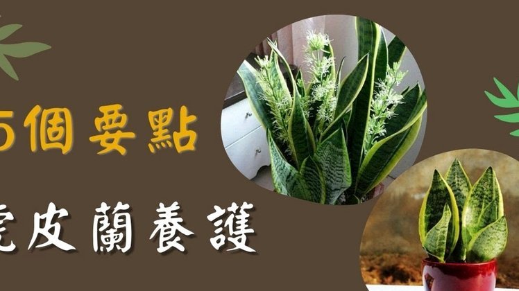 套现花呗啥意思啊怎么回事