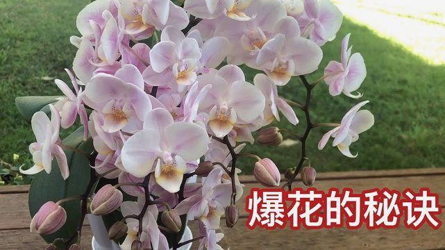 花呗怎么提现出来 现金