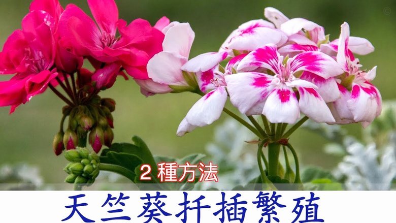 携程的拿去花可以提现吗