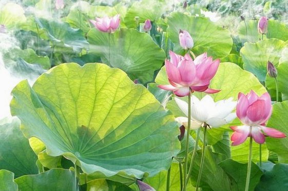 花呗提现：原理与风险全攻略