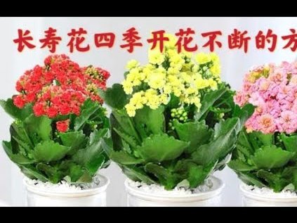 花呗借款利息：你需要知道的那些事