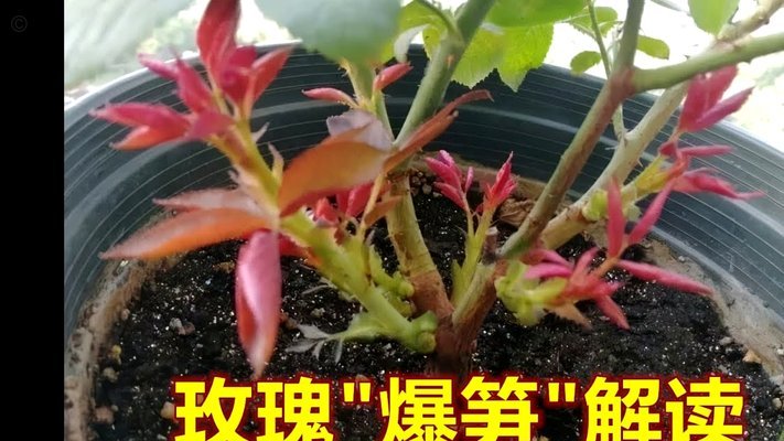 别陷入“拿去花”的舒适区