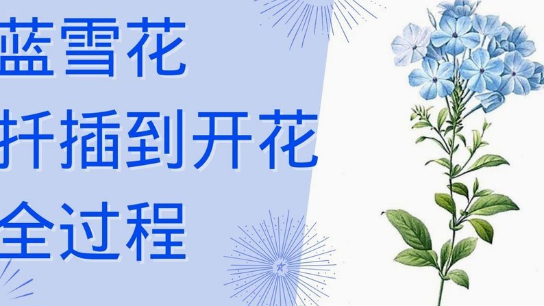 如何摆脱携程拿去花服务