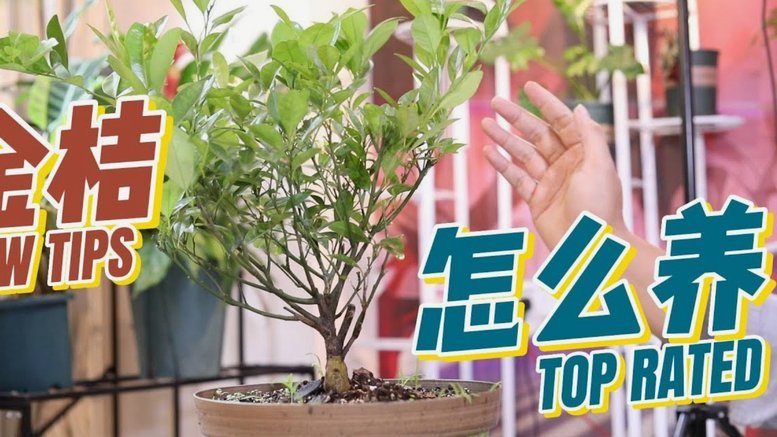 携程拿去花怎么关闭