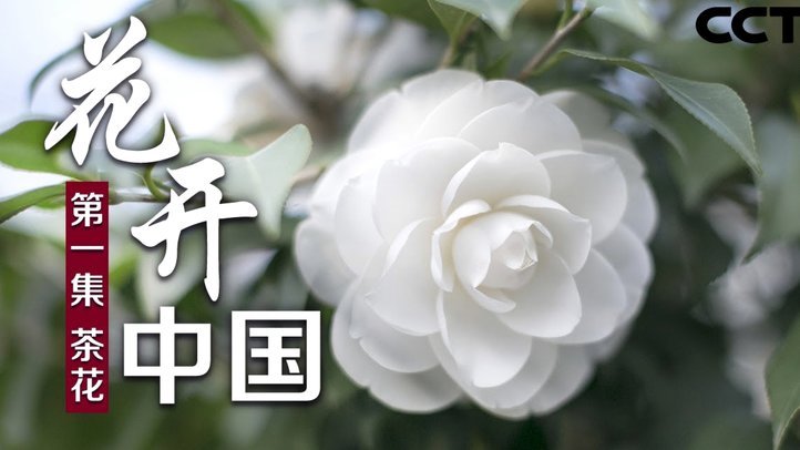 花呗咋提现出来
