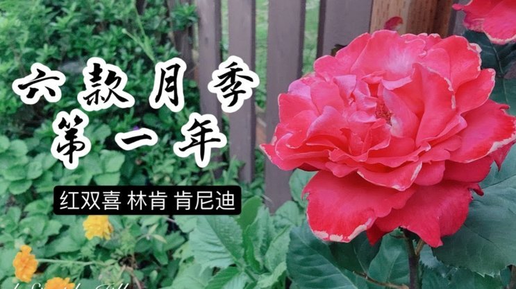 花呗资金能否转入余额宝？