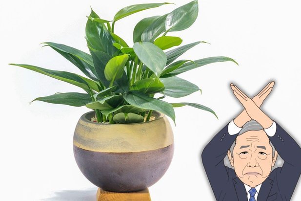 花呗异常：用户行为变化的深层解析